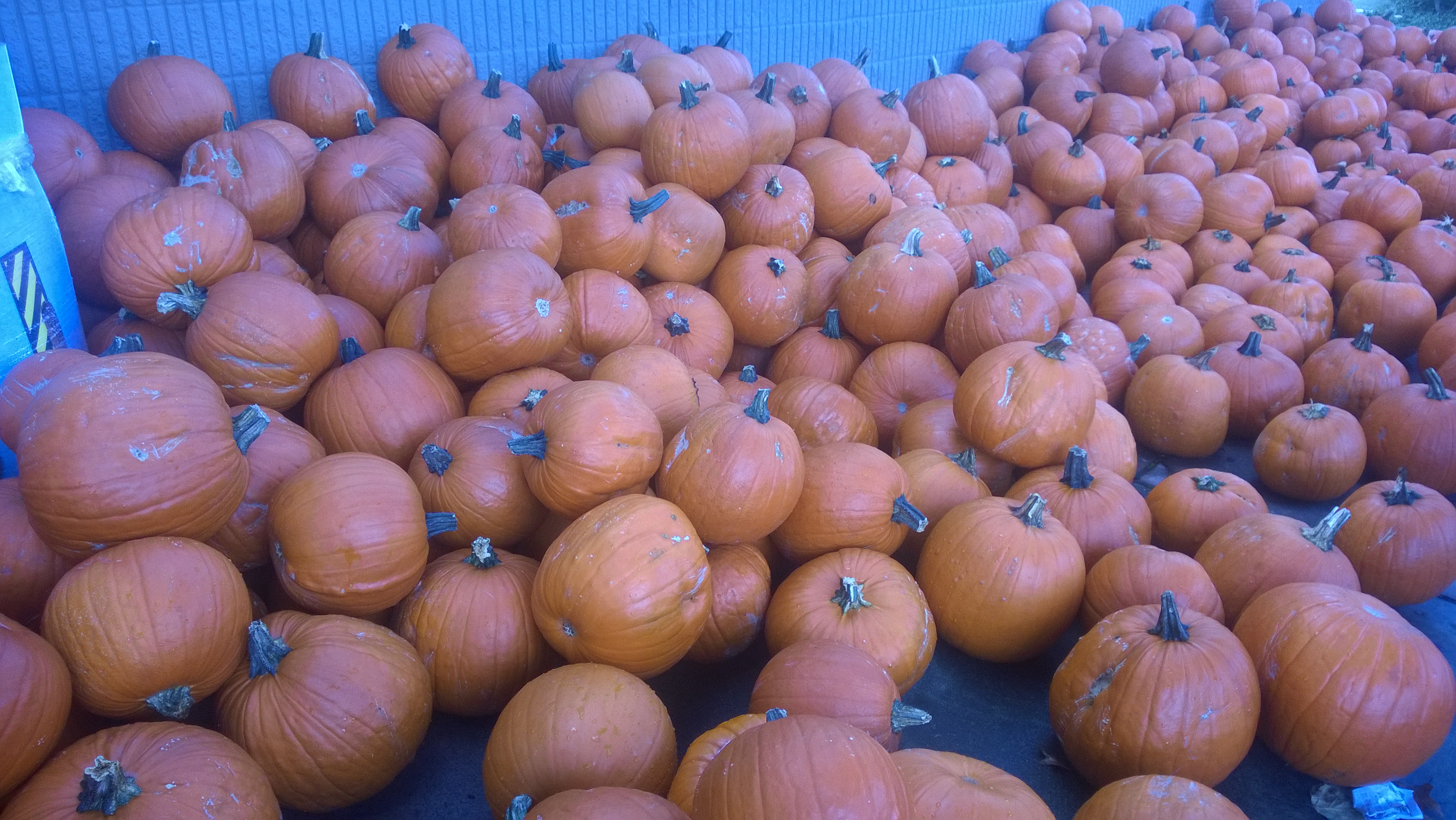 A large display of orange pumpkins of different shapes and sizes.